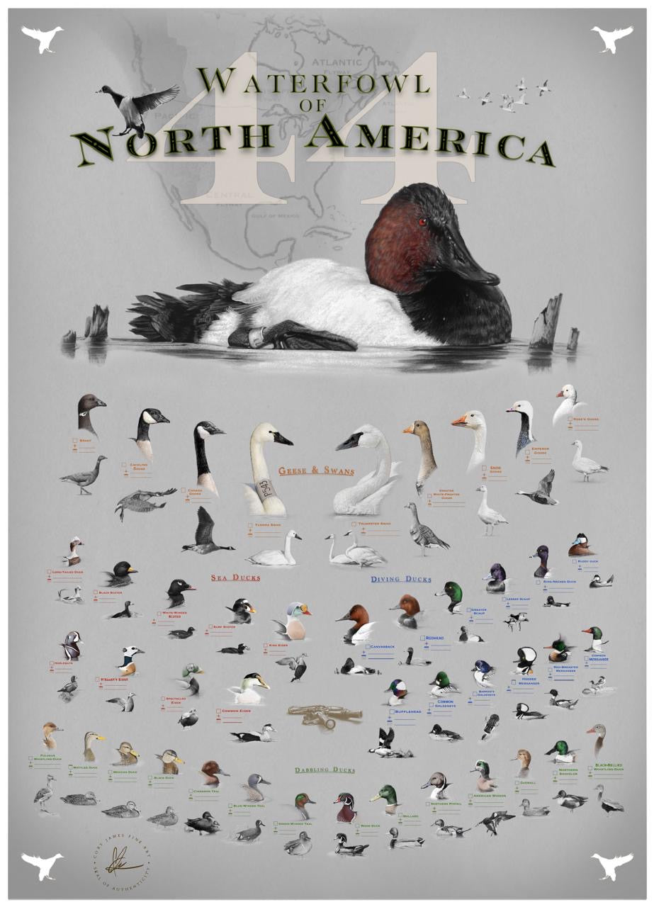 Waterfowl of North America - Paper Print