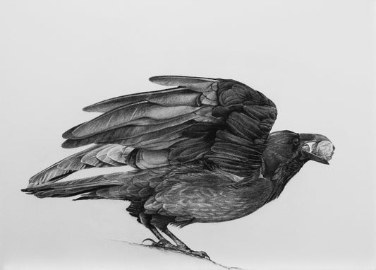 "Raven with Rocks" ORIGINAL