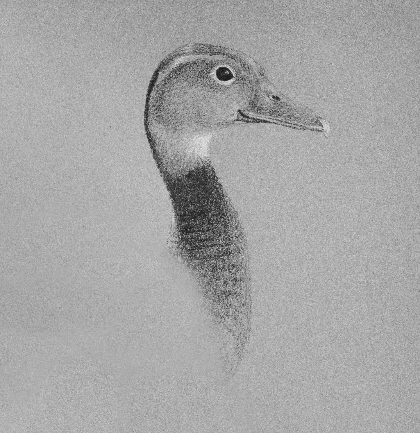 Black-Bellied Whistling-Duck