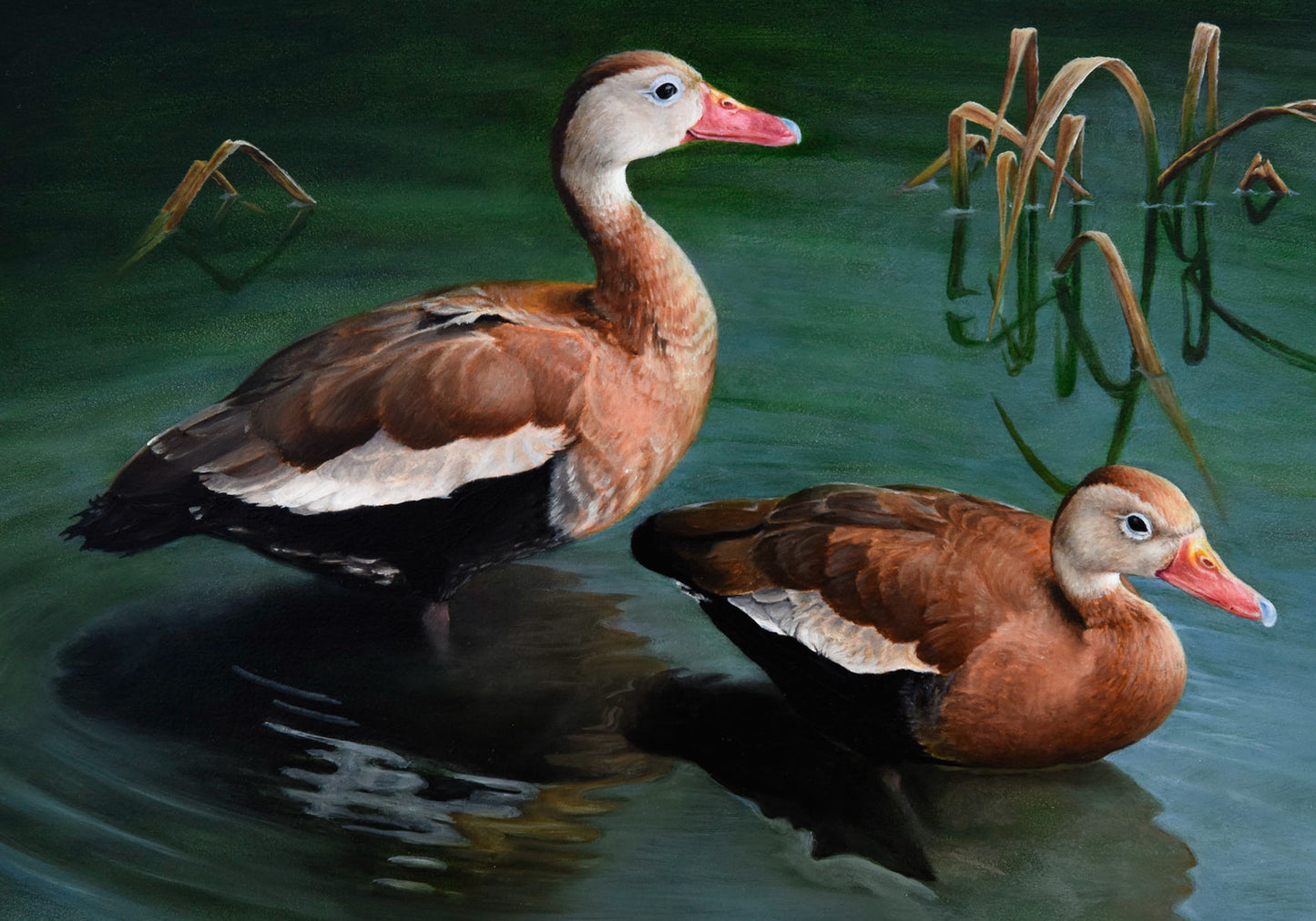 "Black-Bellied Whistling-Ducks"