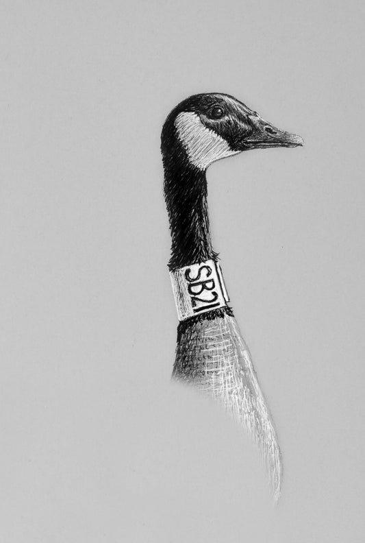 Canada Goose