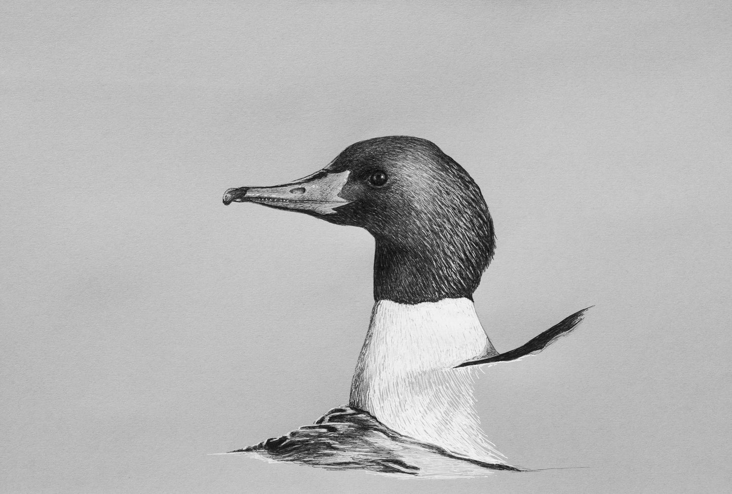 Common Merganser