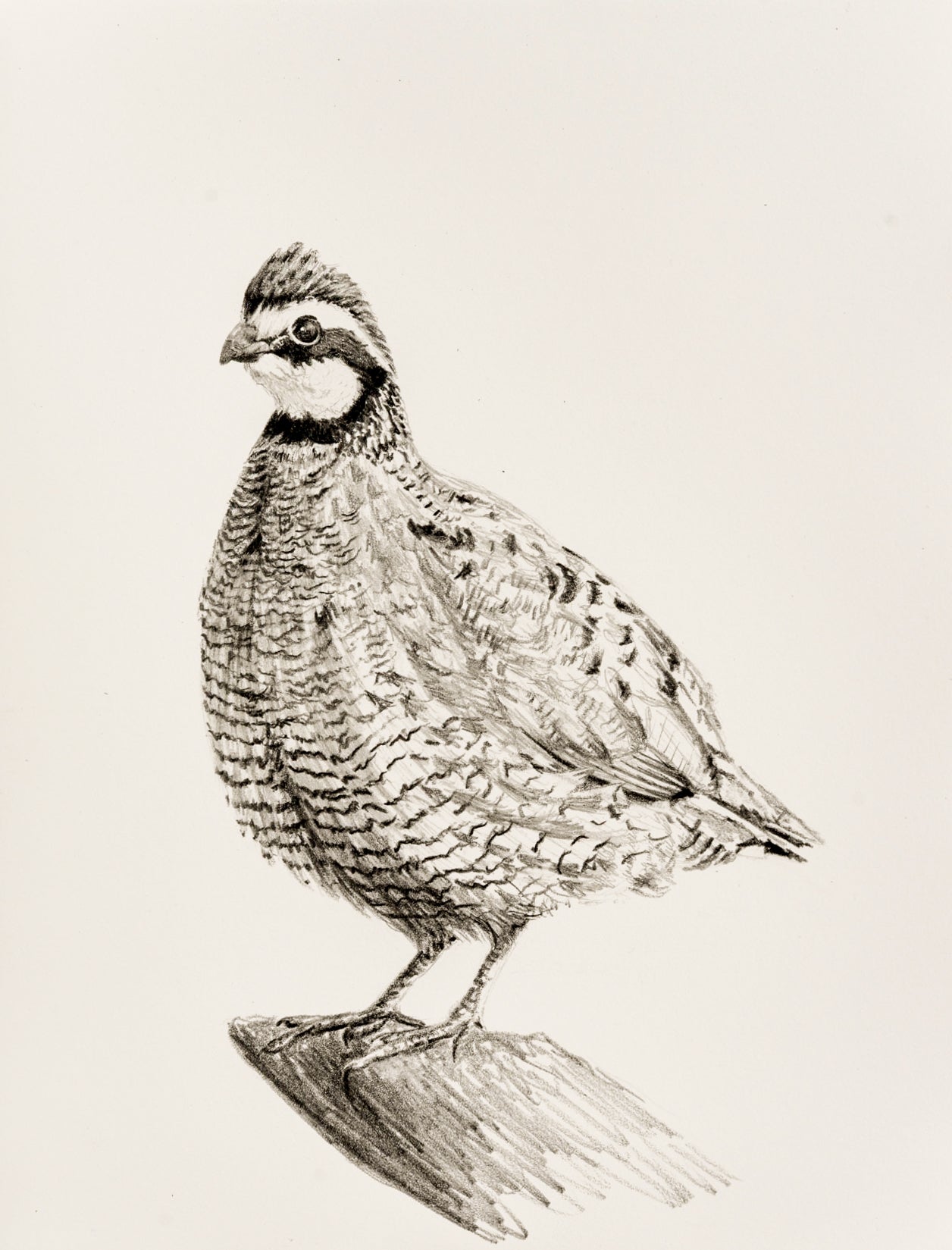 "Quail Study"