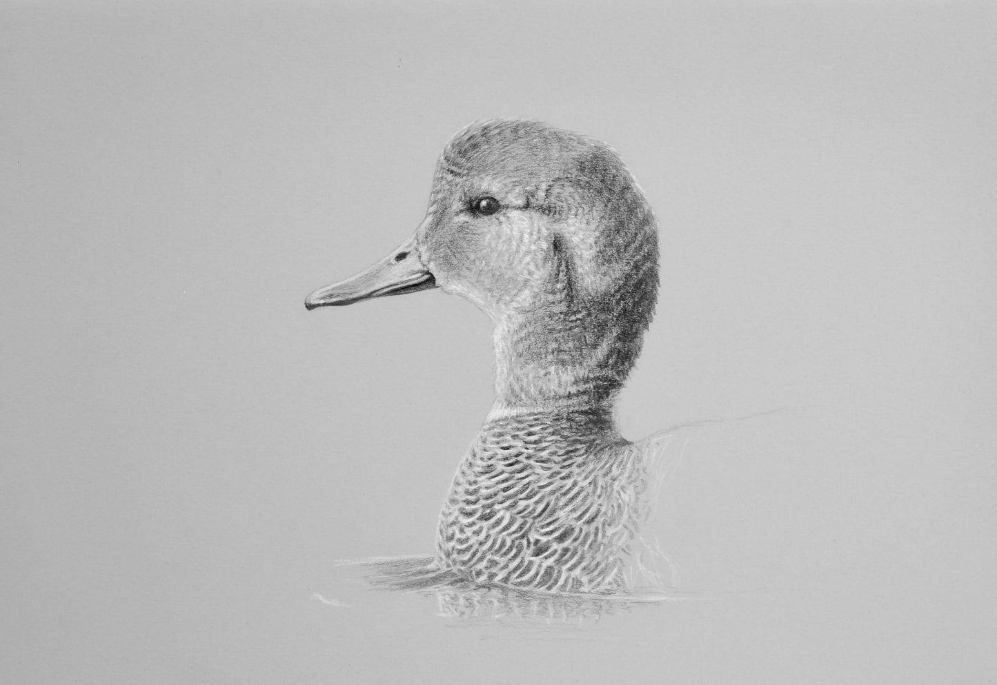 Gadwall