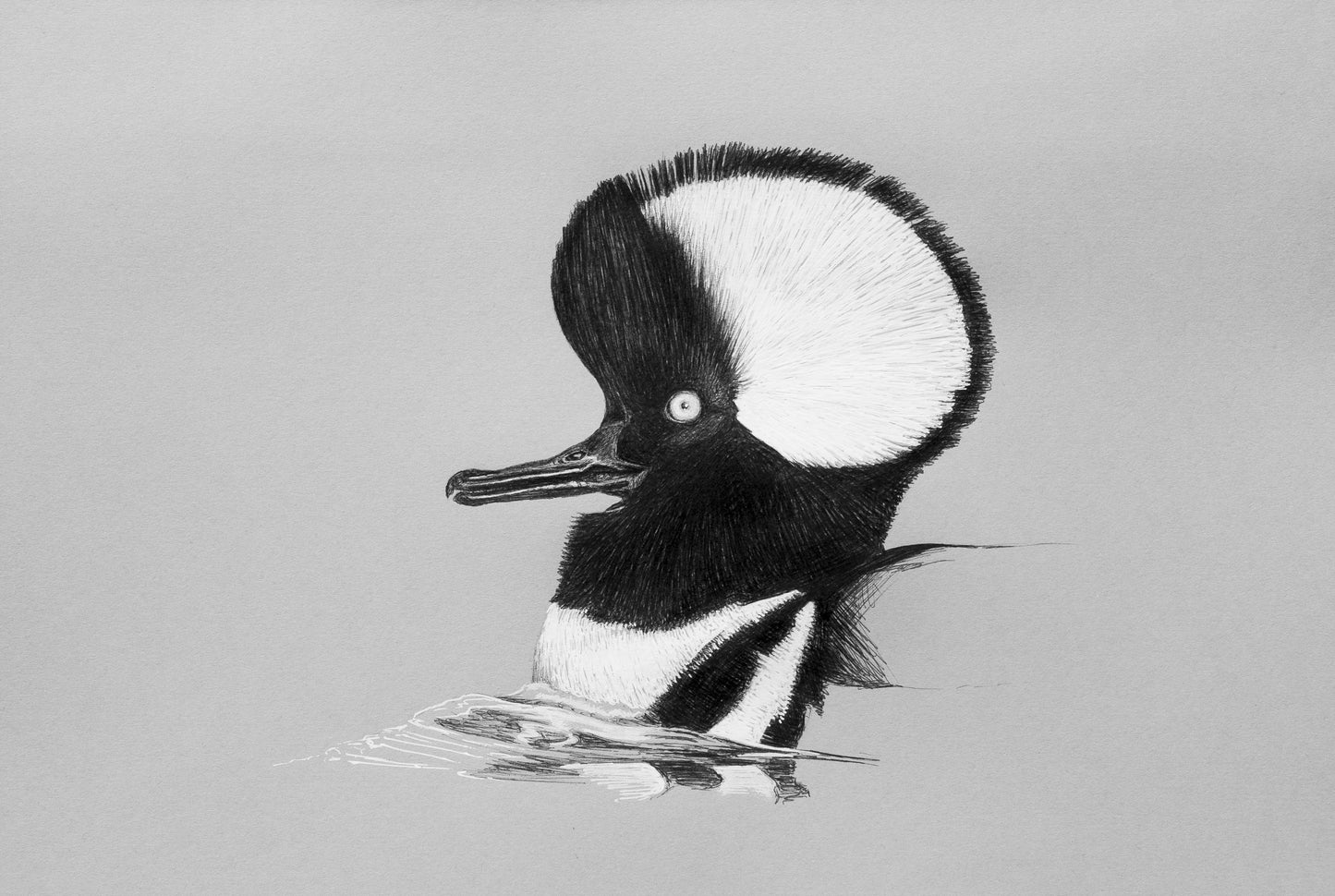 Hooded Merganser