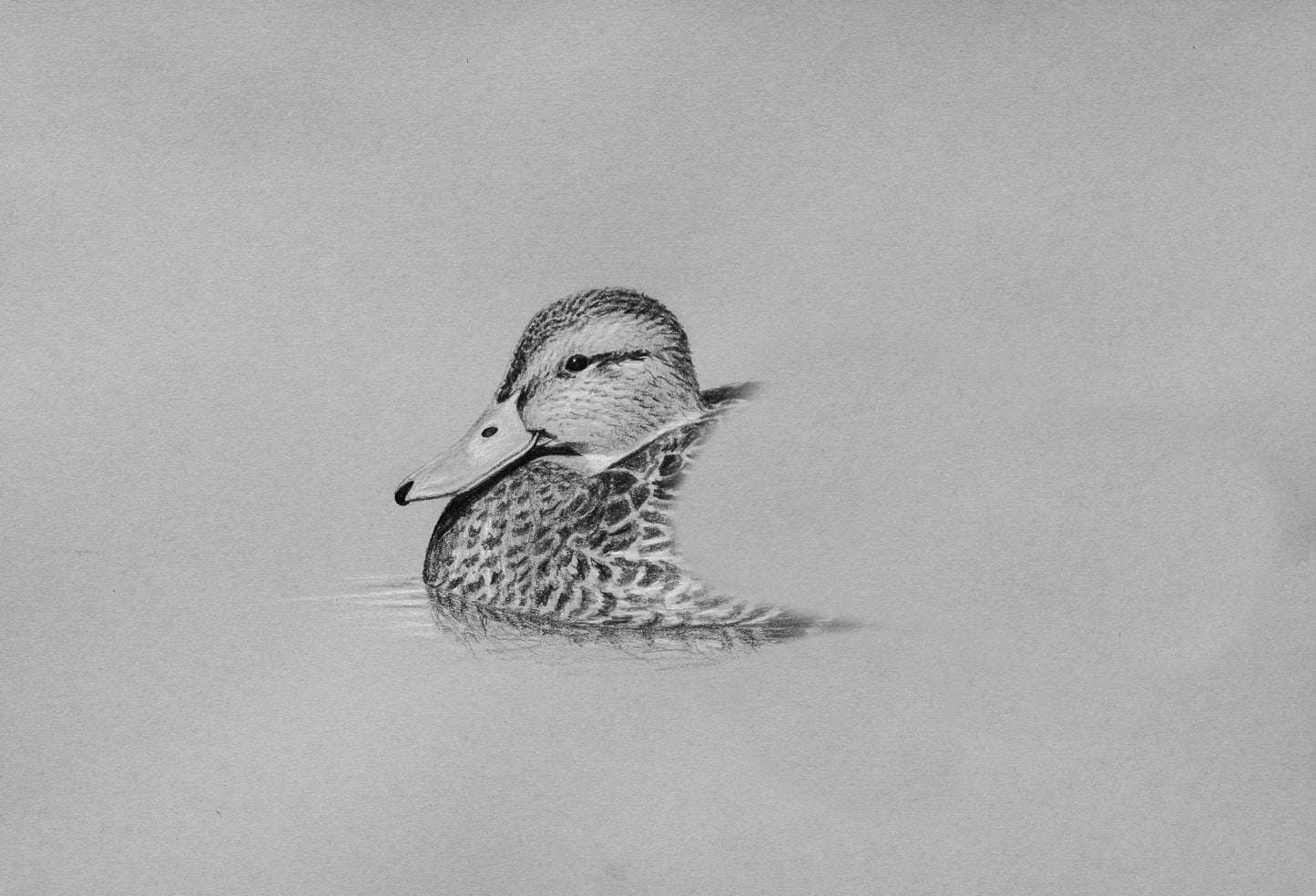 Mexican Duck