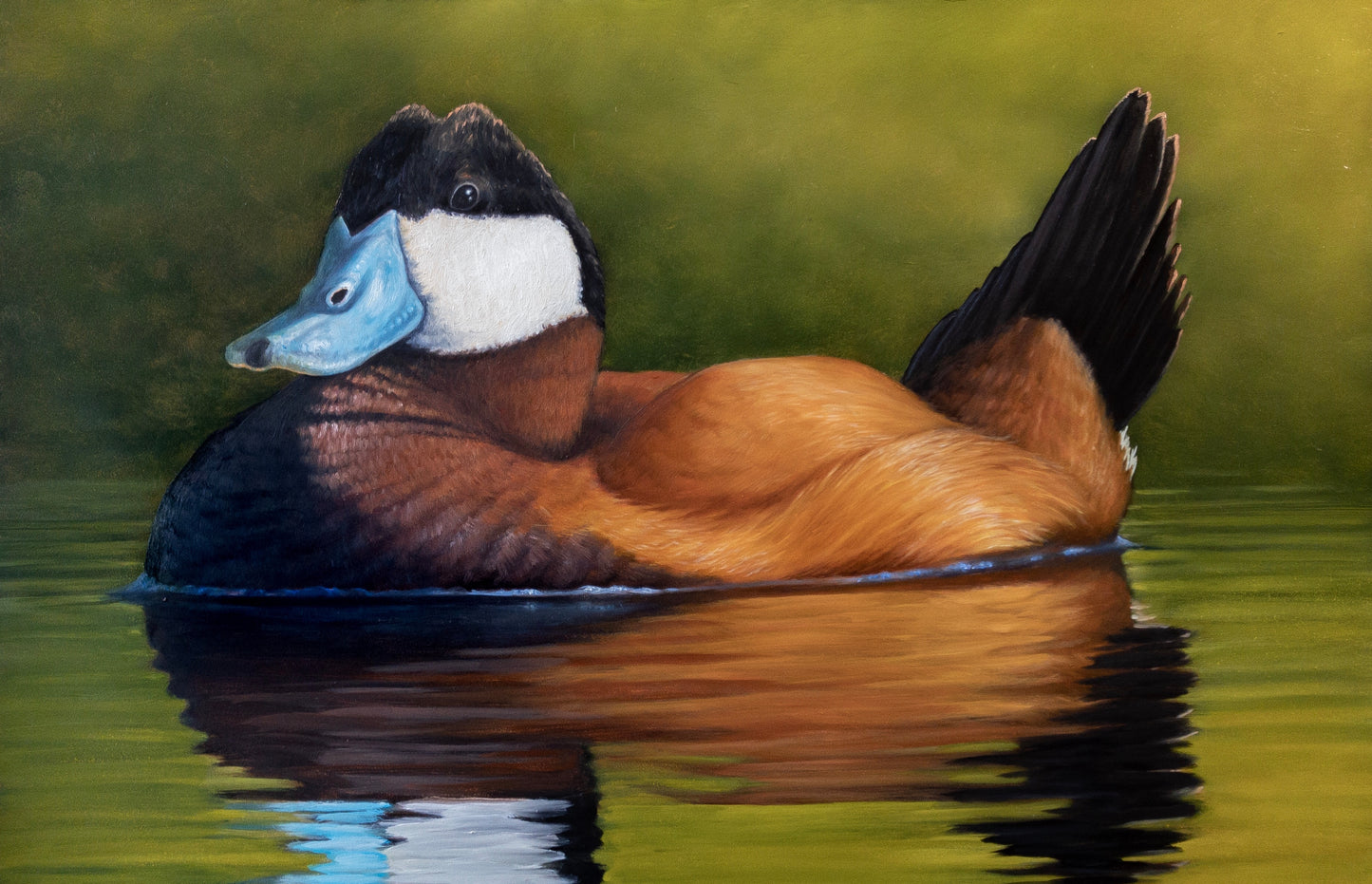 "Ruddy Duck Study"