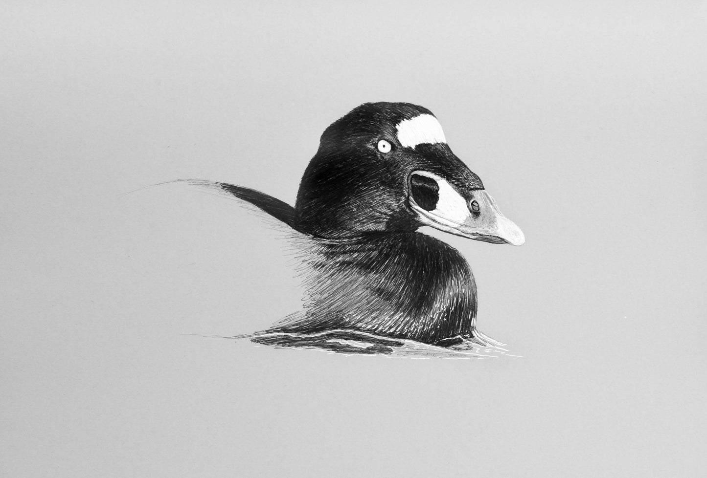 Surf Scoter