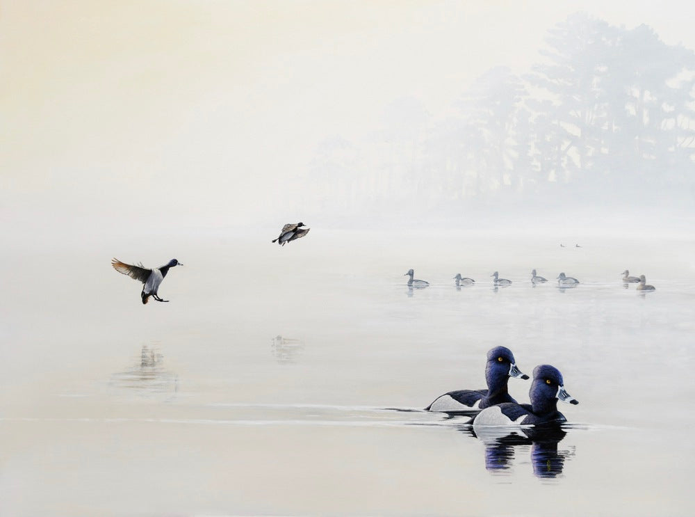 "Through the Fog: A Ringedneck Medley