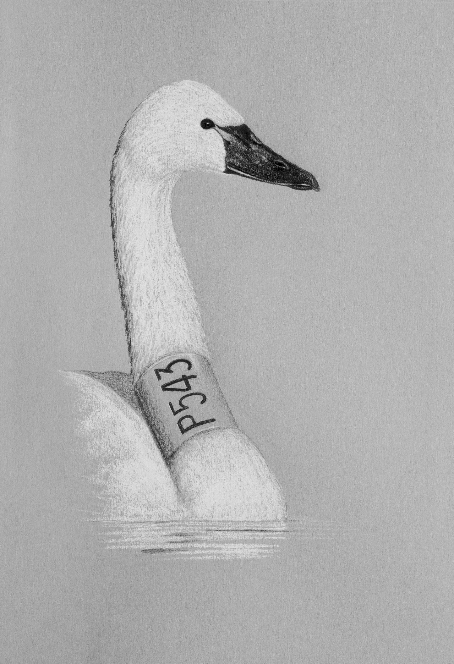 Tundra Swan