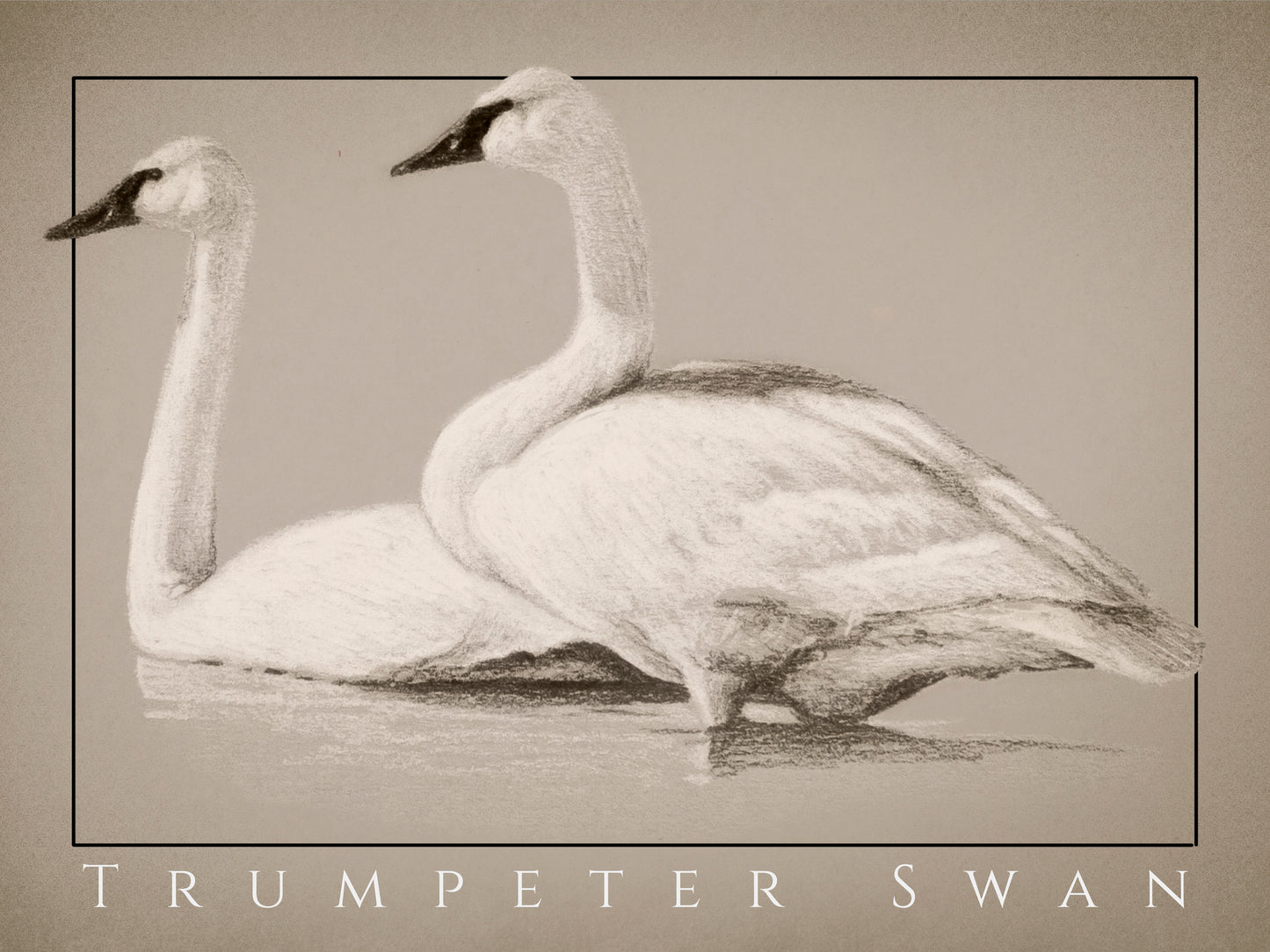 Trumpeter Swan