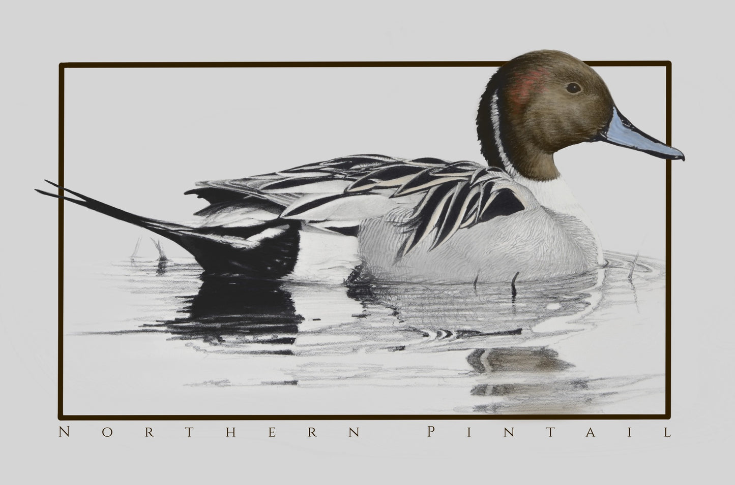 Northern Pintail
