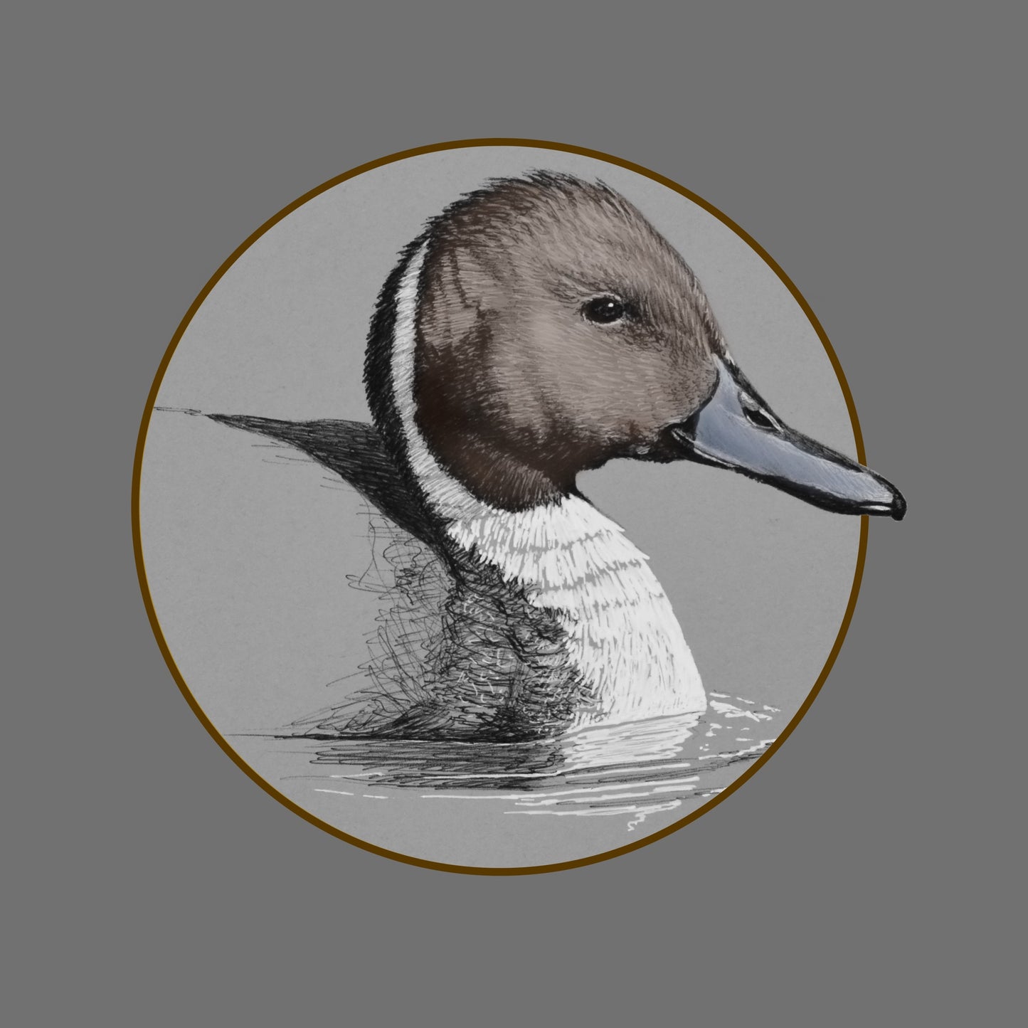 Northern Pintail