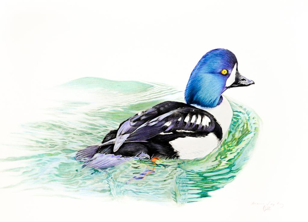 Barrow’s Goldeneye Study