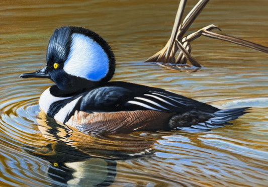 “Hooded Merganser”