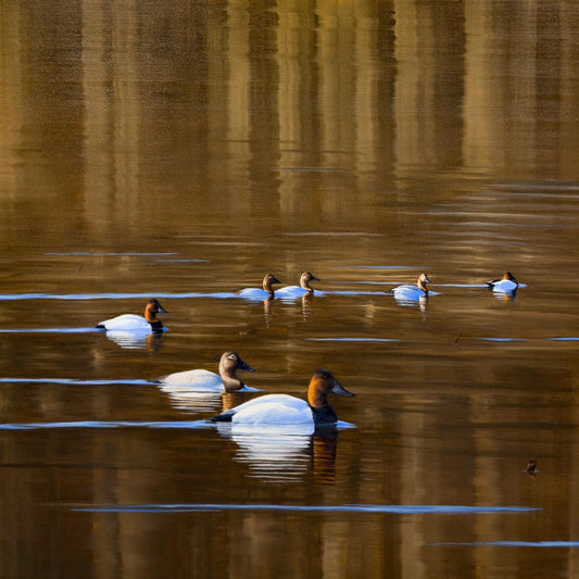 “The King’s March”