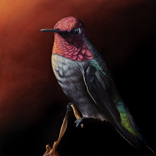 "Anna's Hummingbird"