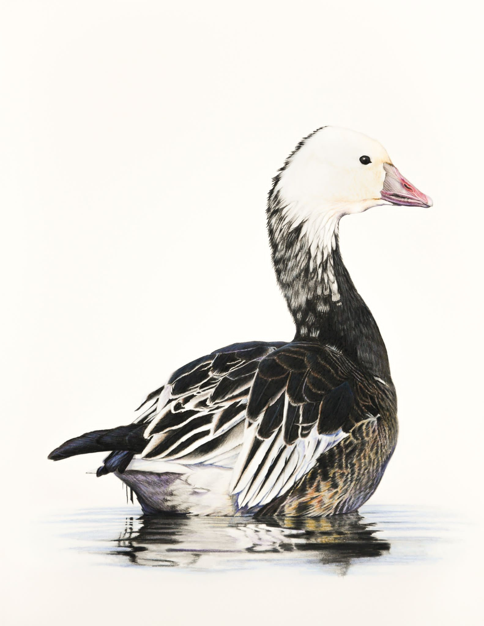 Duck Art Originals & Prints | Waterfowl & Wildlife Art – Cory James ...