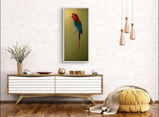 "Macaw Parrot"