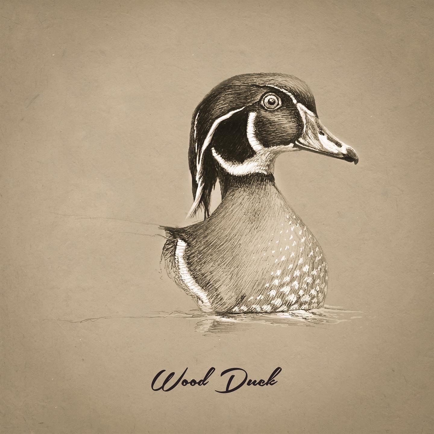 Wood Duck Pencil Drawing Wood Duck 8x10 Print Matted Duck On Water