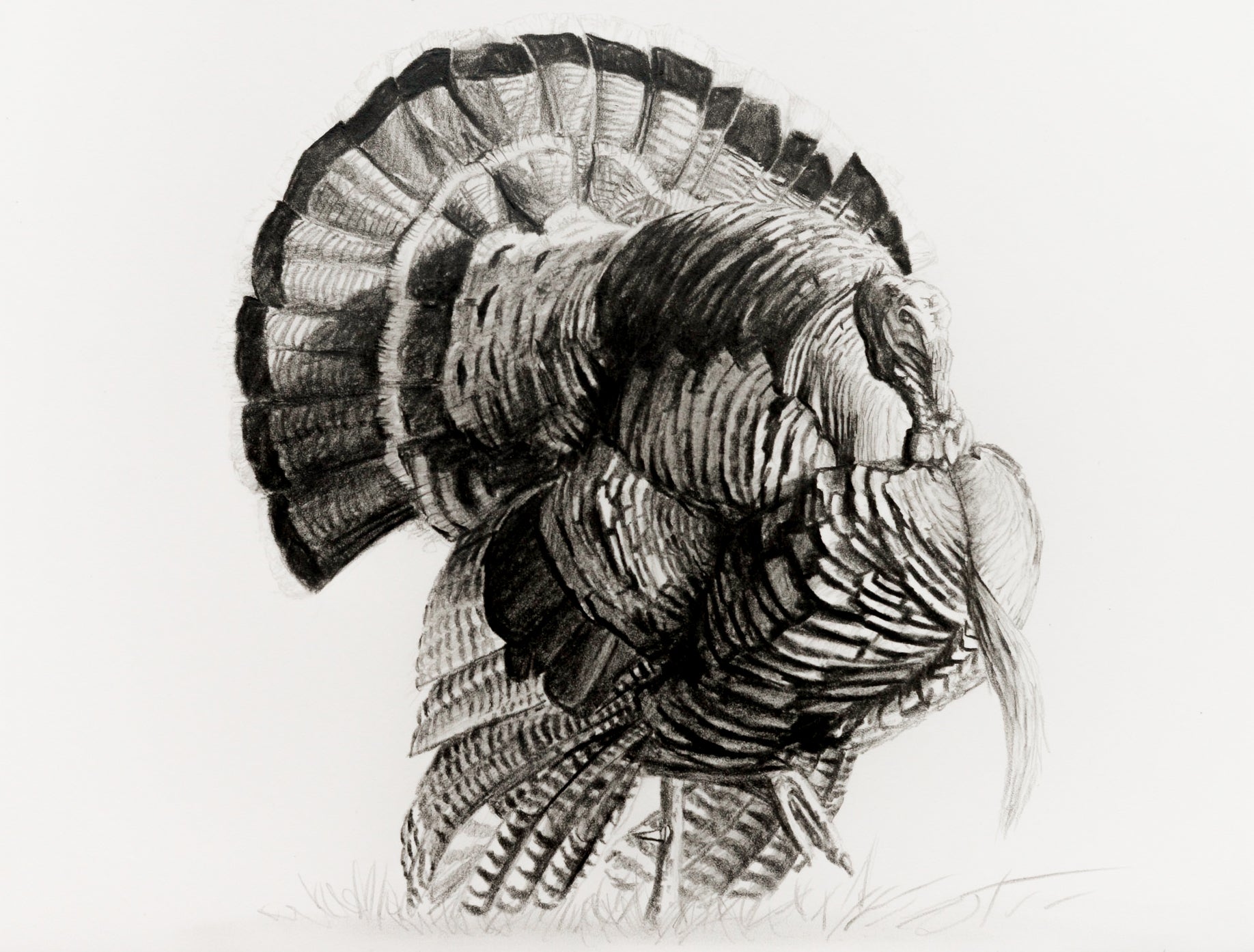 Wild Turkey Drawings