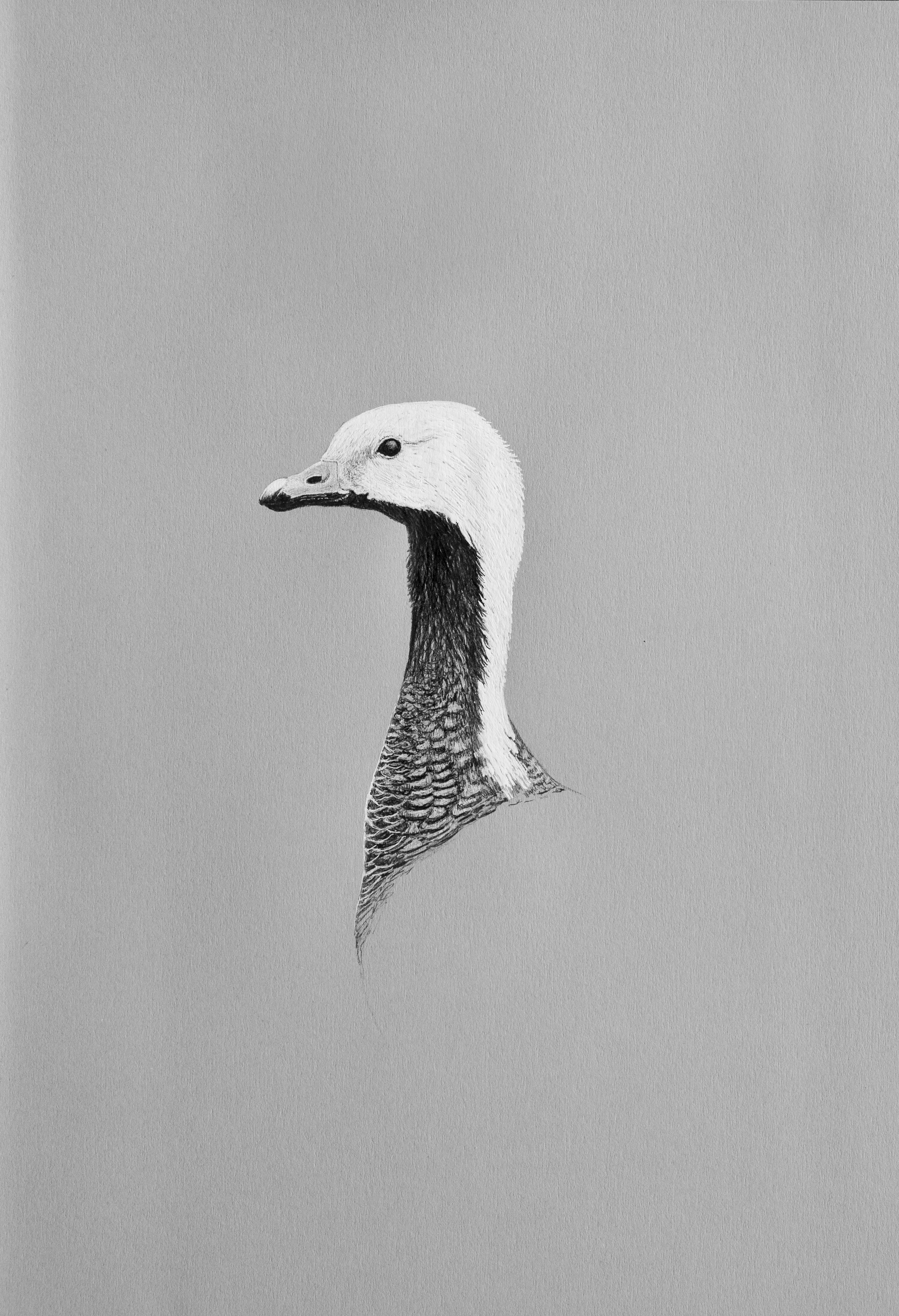 Emperor Goose Pattern Emperor Goose – Cory James Fine Art