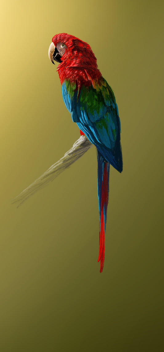 "Macaw Parrot"