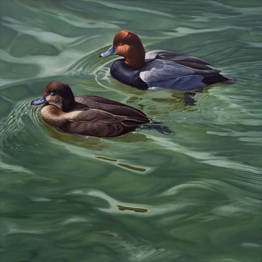 "Pair of Redheads on Green Water"