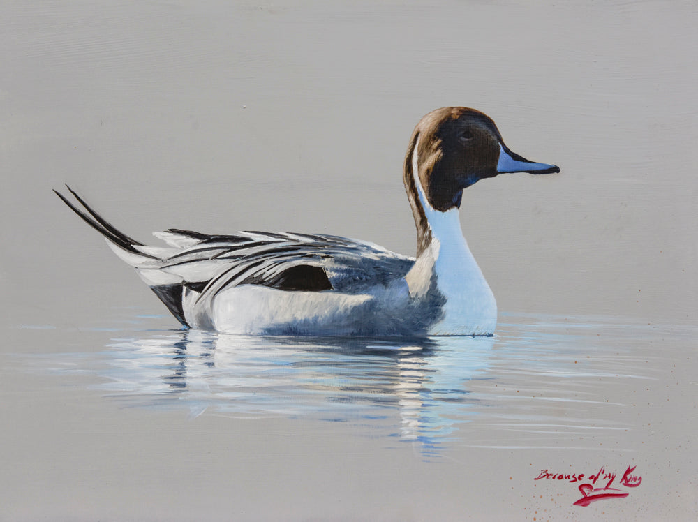 "Pintail Study in Oil"