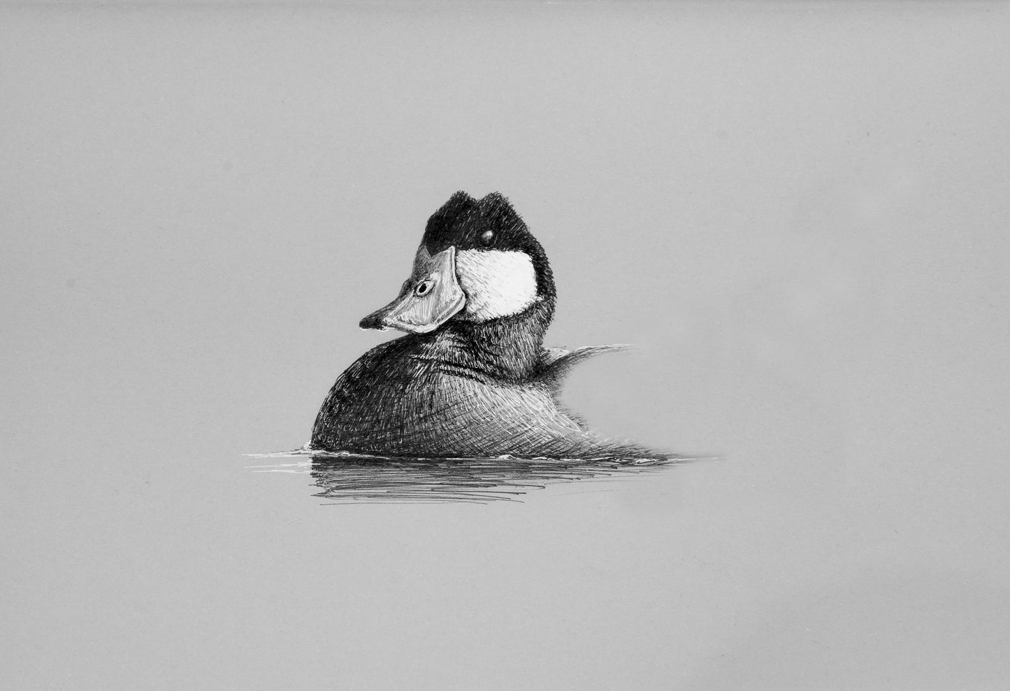 Ruddy Duck