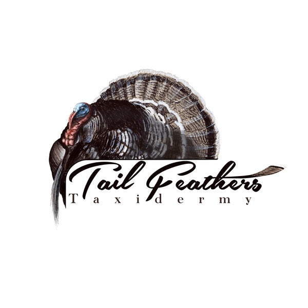 Tail Feathers Taxidermy