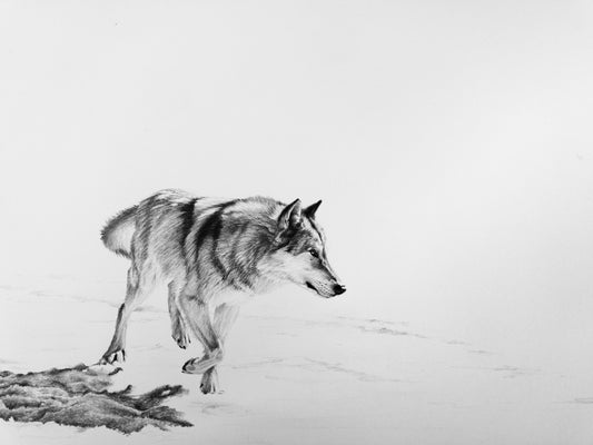"Wolf Study"