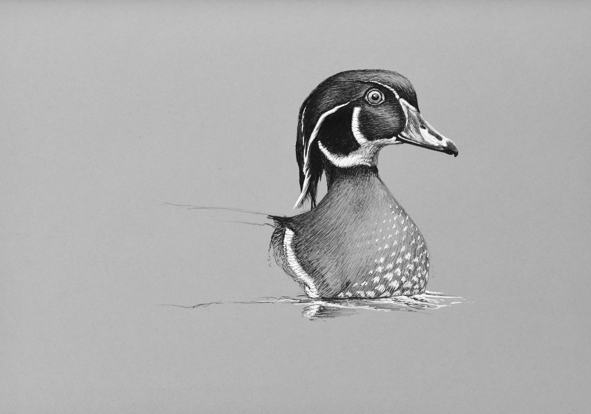 Wood Duck Drawings