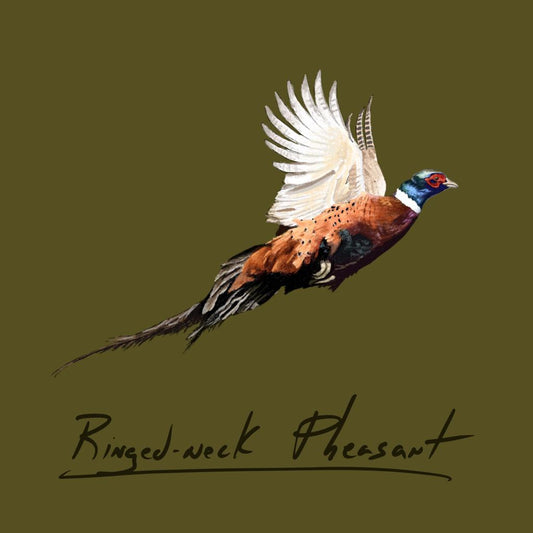 Ringed-neck Pheasant
