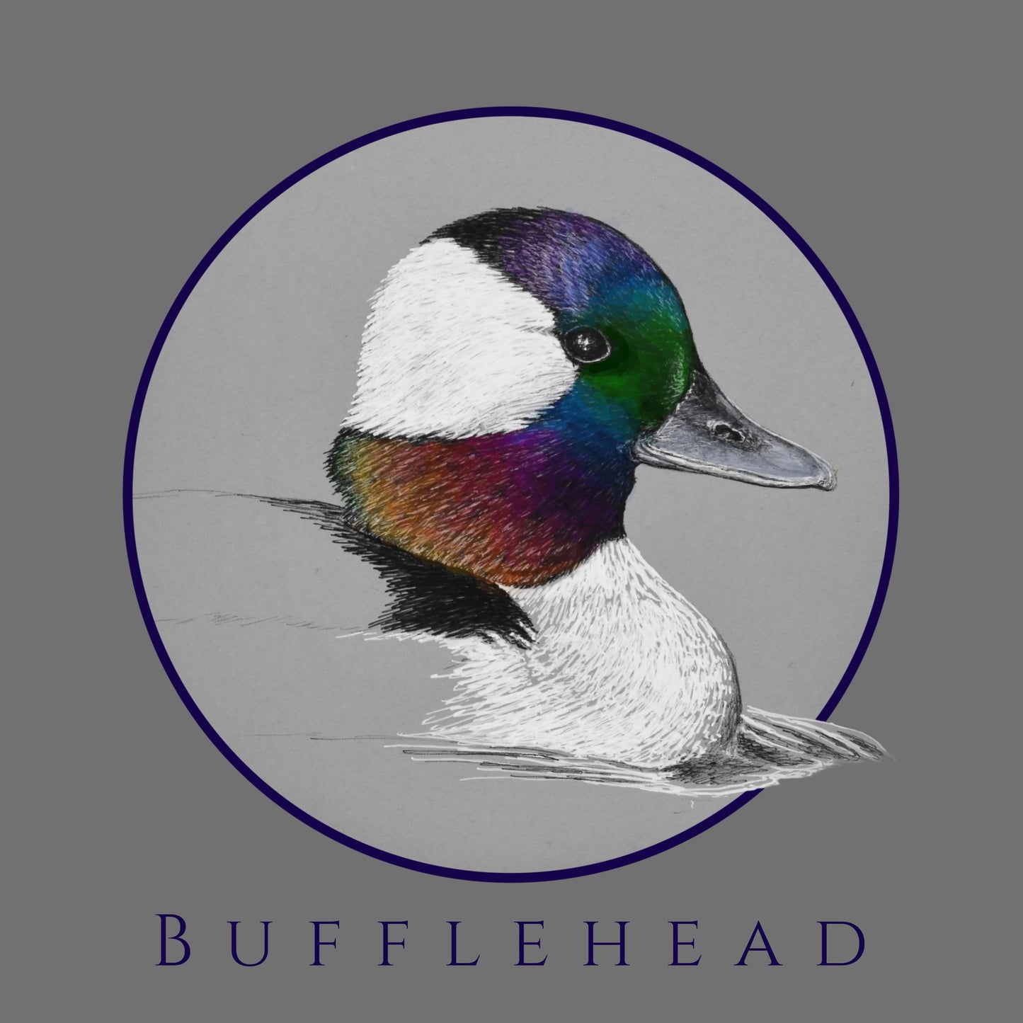 Bufflehead