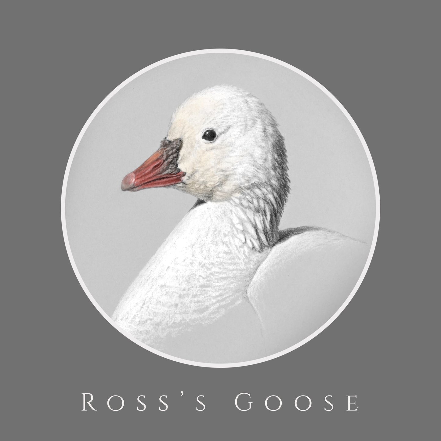 Ross's Goose