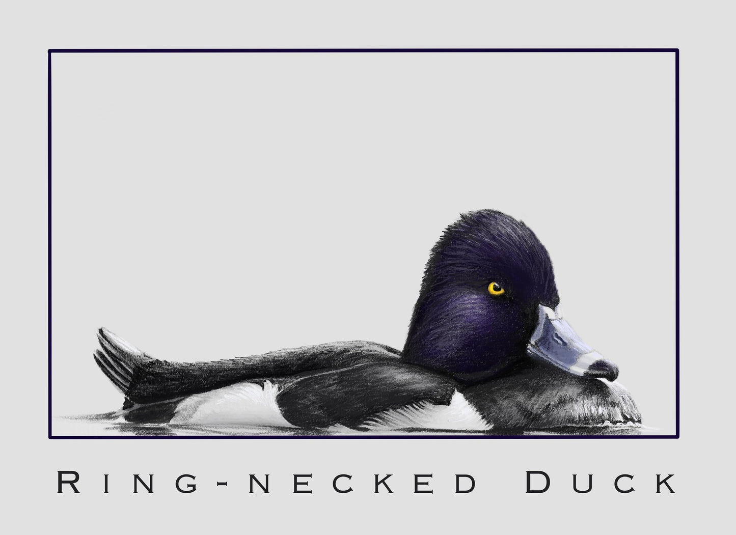 Ring-Necked Duck DIGITAL