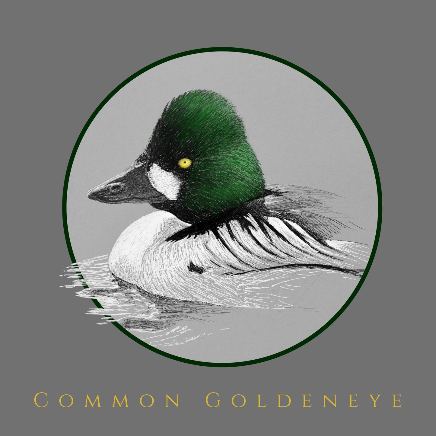 Common Goldeneye