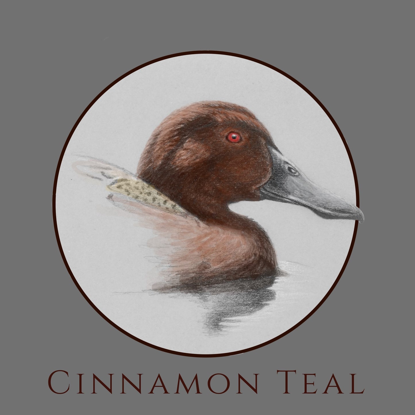 Cinnamon Teal