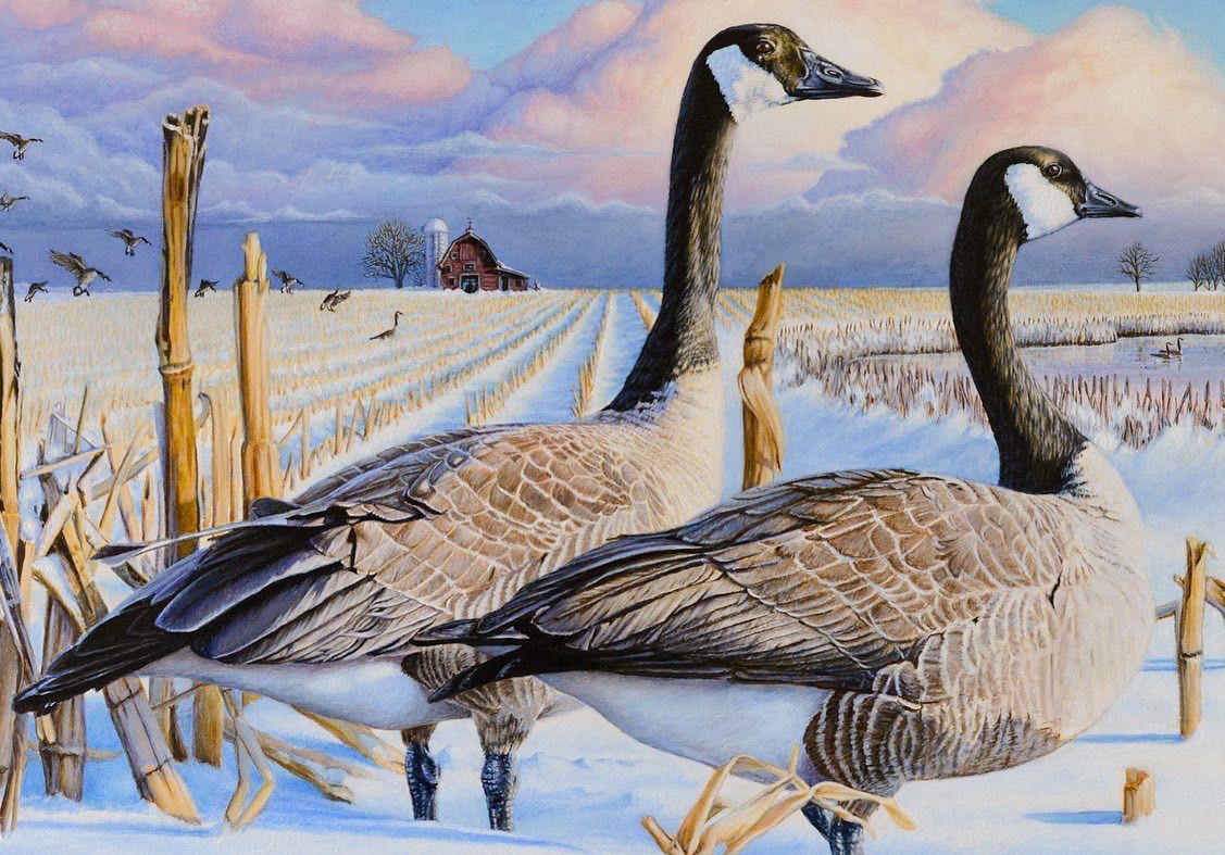 "Canada Geese"